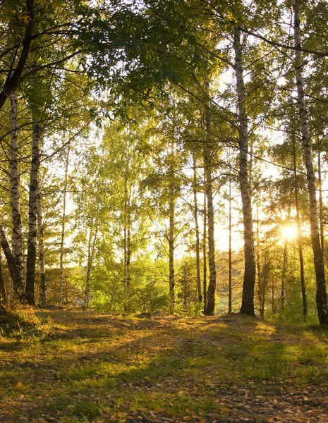 Sonnenschein im herbstlichen Wald — Stockfoto