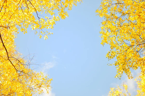 Cornice da foglie d'acero nel parco cittadino — Foto Stock