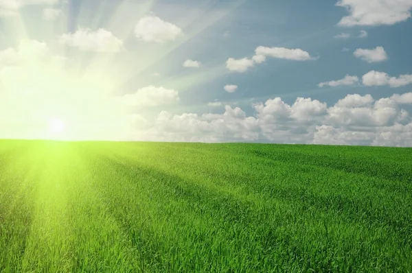 Green field and sun sky — Stock Photo, Image