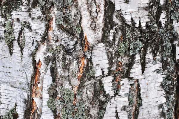 Birch tree bark — Stock Photo, Image
