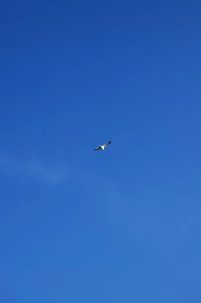 Stock image Flying seagull