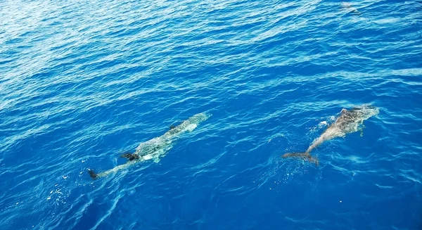 stock image Dolphins in the sea