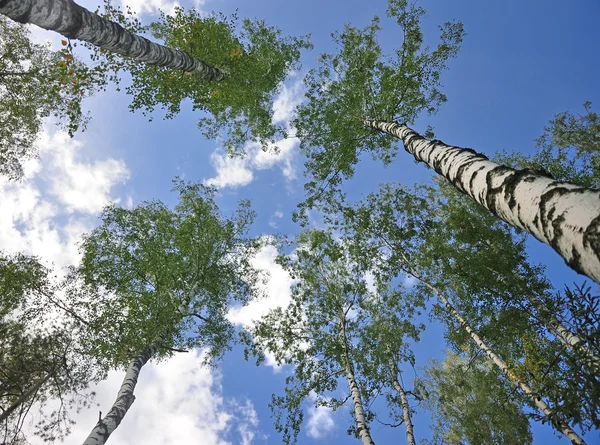 Korony drzew na błękitne niebo — Zdjęcie stockowe