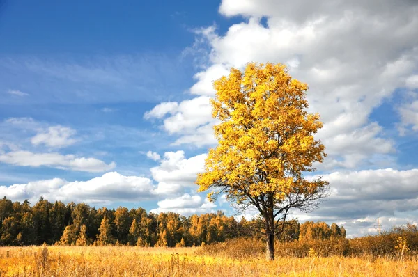 Träd med klarblå himmel — Stockfoto