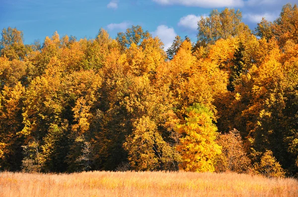 カラフルな秋の木公園 — ストック写真