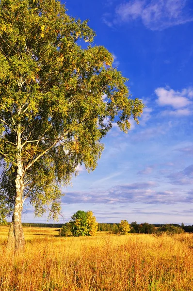 Landskap med träd och blå himmel — Stockfoto