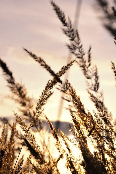 Hermosa silueta de hierba — Foto de Stock