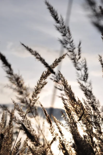 잔디의 아름 다운 실루엣 — 스톡 사진