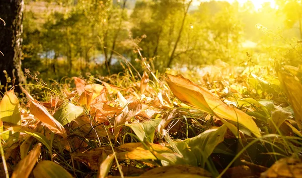 Düşen sonbahar yaprakları — Stok fotoğraf