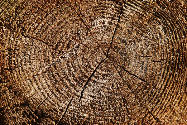 Butt-end of old log — Stock Photo, Image