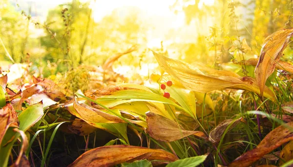 Poucas bagas com folhas de outono — Fotografia de Stock