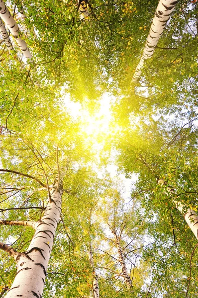 Korony drzew na światło niebieskie niebo — Zdjęcie stockowe