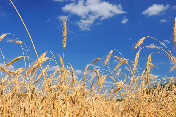 Field of wheat Royalty Free Stock Images