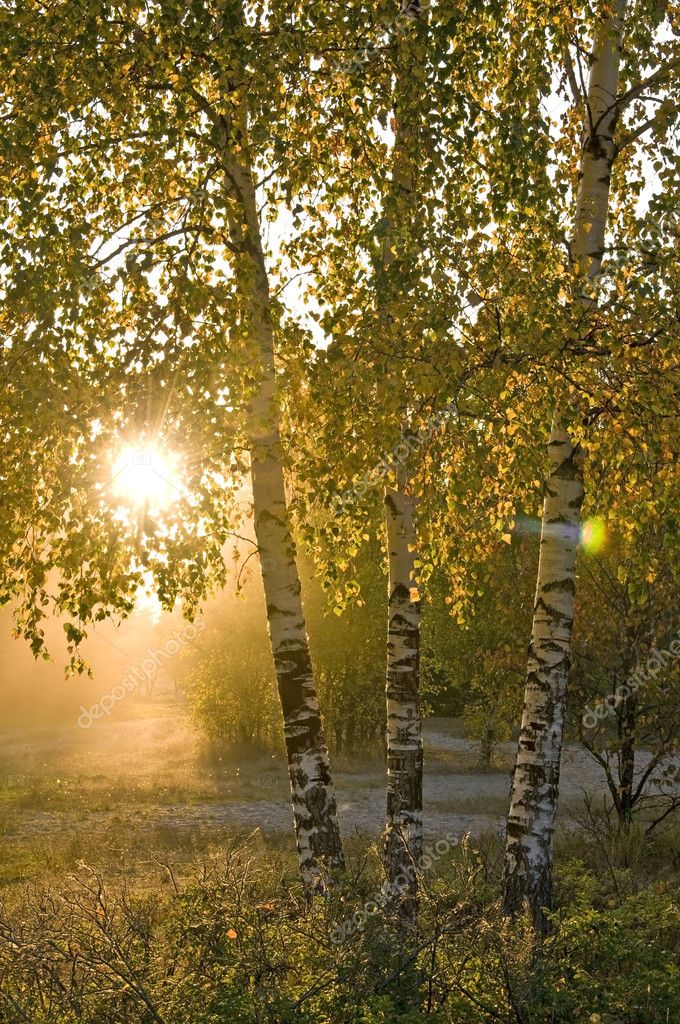 Birch Trees In A Summer Forest — Stock Photo © Jordano 1107611