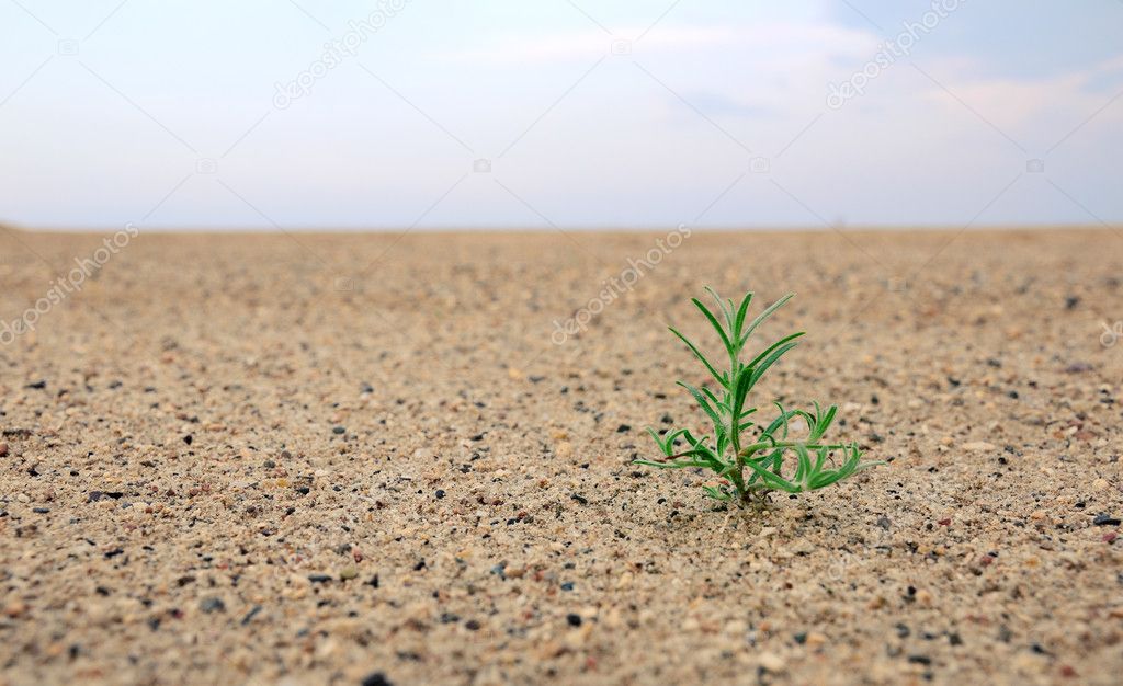Birth of a plant in the desert