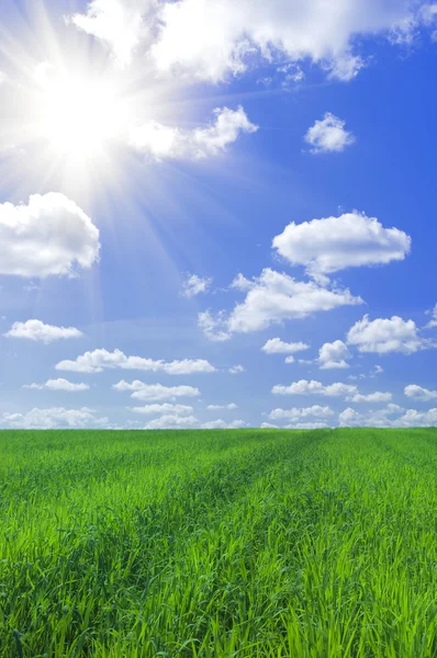 Campo de grama e céu azul — Fotografia de Stock