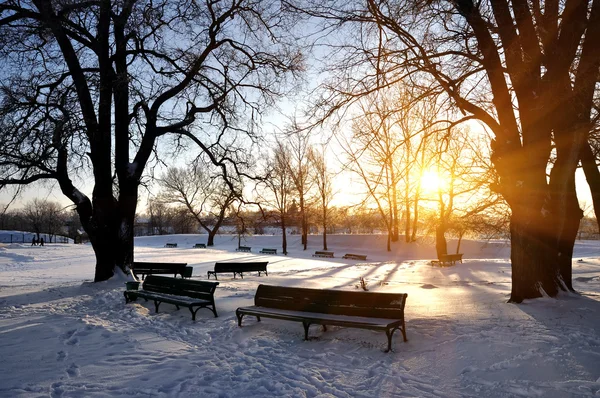 stock image Lonely benches covered in deep snow