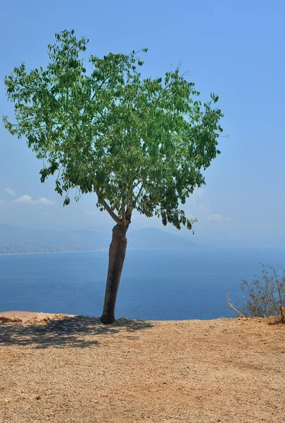 Türkiye'de denize yakın zeytin ağacı — Stok fotoğraf
