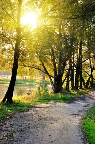 Дорога, пересекающая пейзаж осеннего леса — стоковое фото