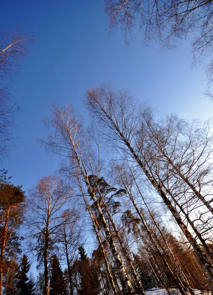 Biały zamrożone drzewa i błękitne niebo — Zdjęcie stockowe
