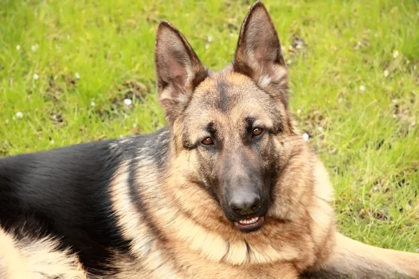 Raça cão pastor alemão — Fotografia de Stock