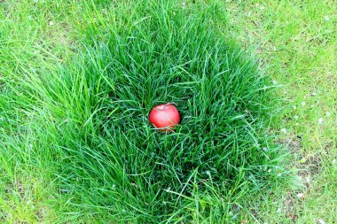 manzana roja tumbado en la hierba