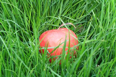manzana roja tumbado en la hierba