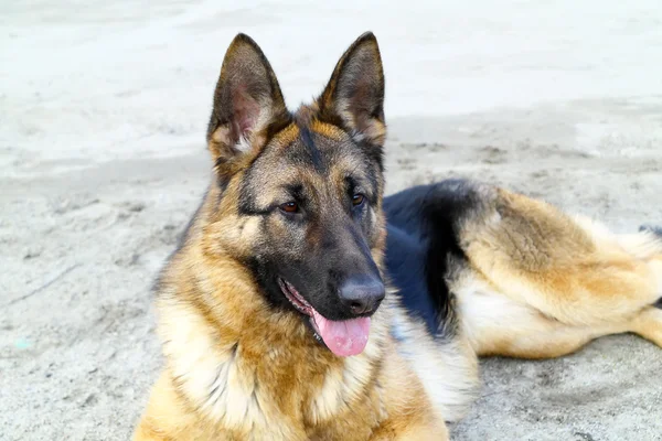 German Shepherd dog breed — Stock Photo, Image