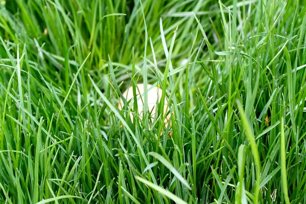 Yumurta yuvada — Stok fotoğraf