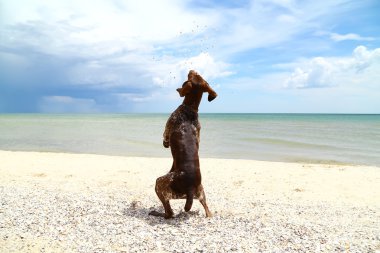 av köpeği ırkları kurttsahar