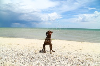 av köpeği ırkları kurttsahar