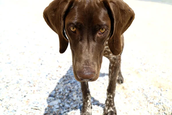 Jacht hond rassen kurttsahar — Stockfoto