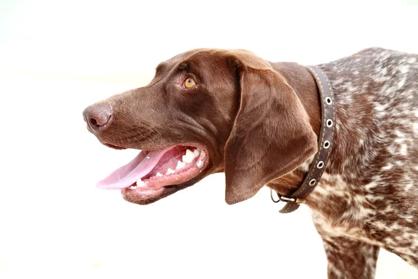 Jacht hond rassen kurttsahar — Stockfoto