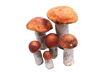 Leccinum aurantiacum