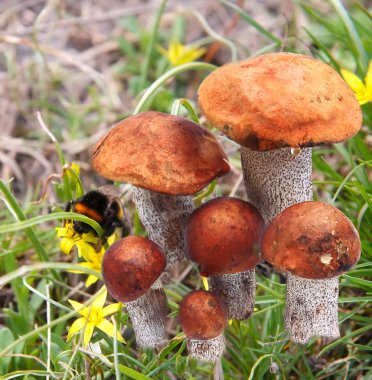 Leccinum aurantiacum