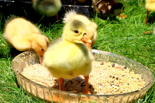 Goslings and ducklings — Stock Photo, Image