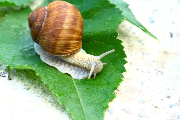 Helix pomatia