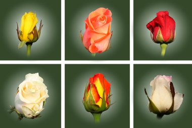 Buds multicolored roses clipart