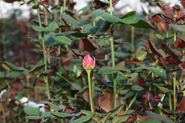 Beautiful red rose bud — Stock Photo, Image
