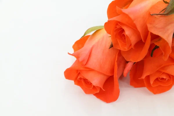 Orada çok güzel yumuşak pembe güller — Stok fotoğraf