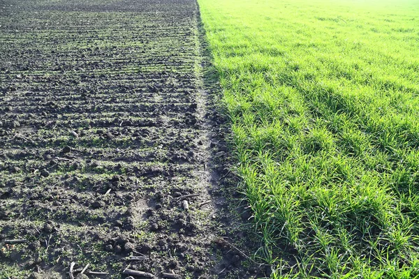 Plowed and planted field — Stock Photo, Image