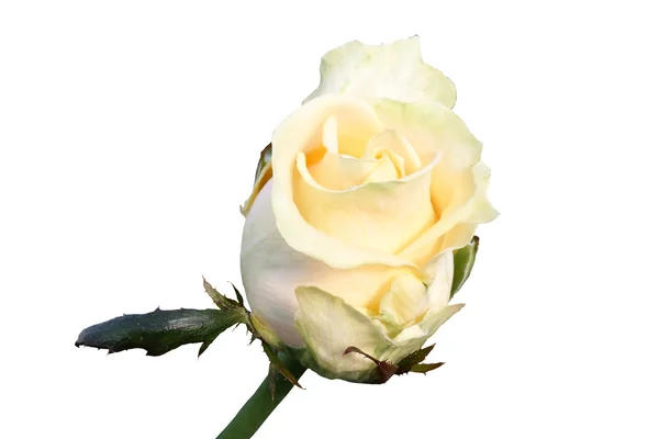 白いバラの芽 — ストック写真