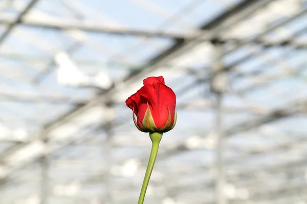 Beautiful red rose bud — Stock Photo, Image