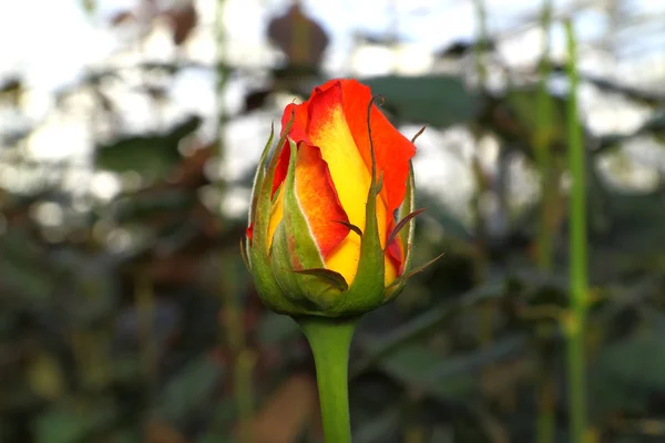 Bud of a yellow-red roses — Stock Photo, Image