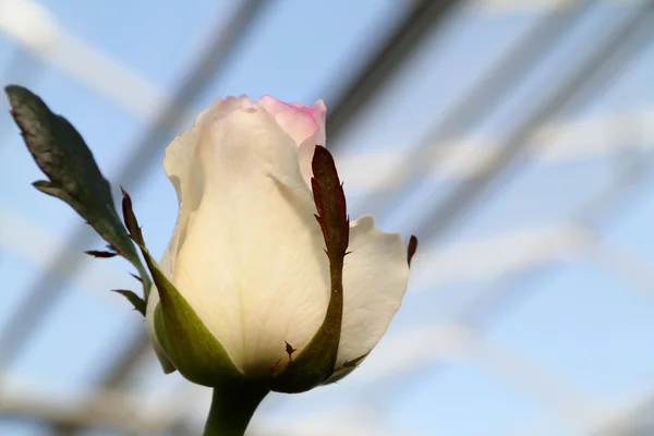 하얀 장미꽃 봉오리 — 스톡 사진