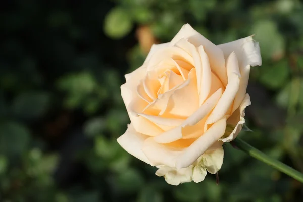 吹的花蕾玫瑰 — 图库照片