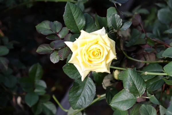 Lemon-yellow rose — Stock Photo, Image