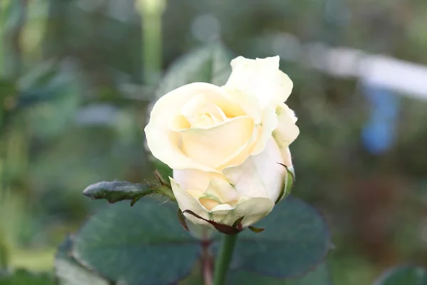 白玫瑰花蕾 — 图库照片