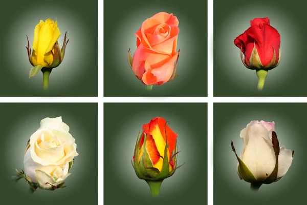 Buds multicolored roses — Stock Photo, Image