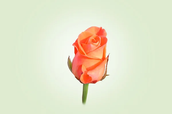 芽橙色玫瑰 — 图库照片